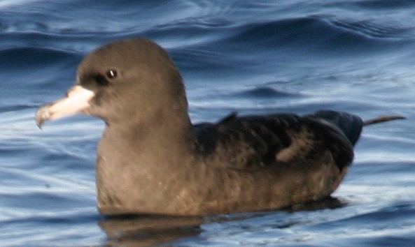 Flesh-footed Shearwater