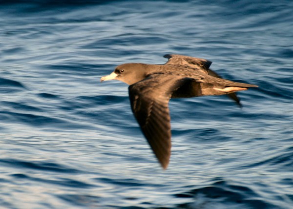 Flesh-footed Shearwater