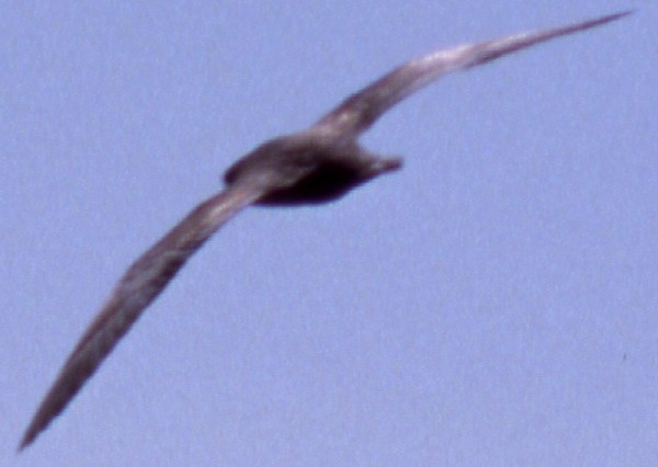 Parkinson's Petrel