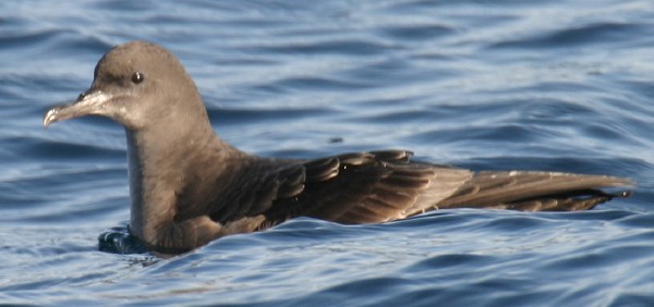 Sooty Shearwater