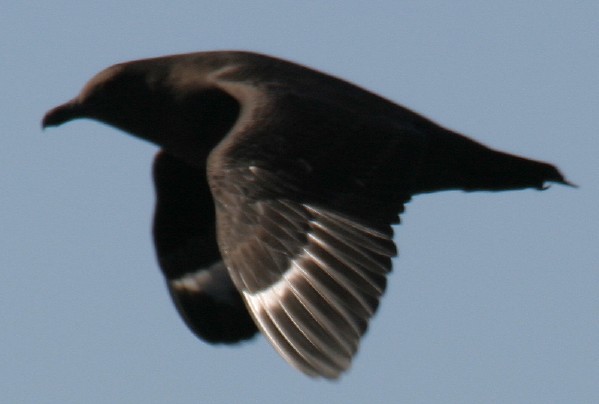 South Polar Skua