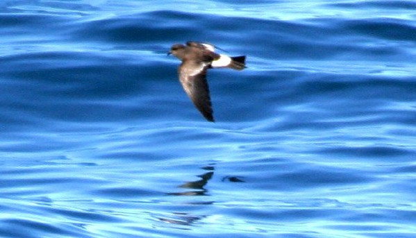 Wilson's Storm-petrel