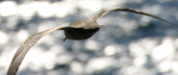 Parkinson's Petrel