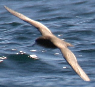 Parkinson's Petrel