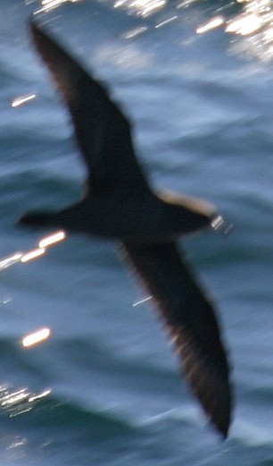 Parkinson's Petrel