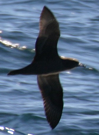 Parkinson's Petrel