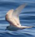 Ashy Storm-petrel (leucistic)