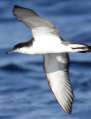 Buller's Shearwater