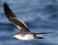 Buller's Shearwater