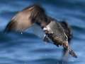 Cassin's Auklet