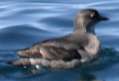 Cassin's Auklet