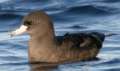 Flesh-footed Shearwater