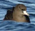 Flesh-footed Shearwater