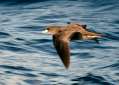 Flesh-footed Shearwater