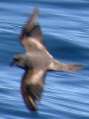 Fork-tailed Storm-petrel