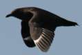 South Polar Skua