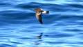 Wilson's Storm-petrel