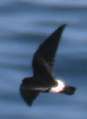 Wilson's Storm-petrel