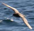 Parkinson's Petrel