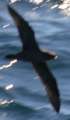 Parkinson's Petrel