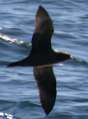 Parkinson's Petrel