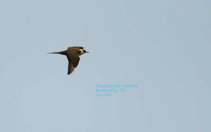 Parasitic Jaeger