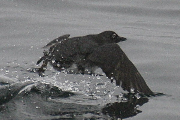 Cassin's Auklet