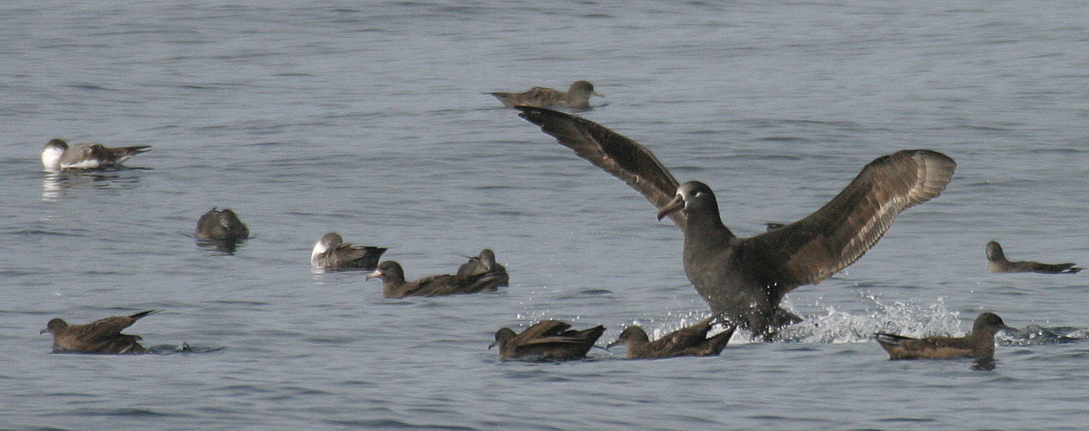 Flesh-footed Shearwater
