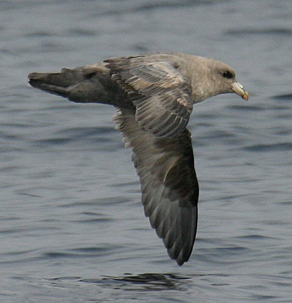 Northern Fulmar