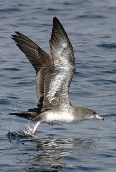 Pink-footed Shearwater