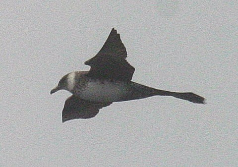 Pomarine Jaeger