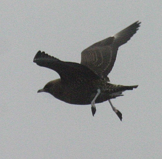 Pomarine Jaeger