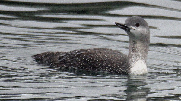Red-throated Loon