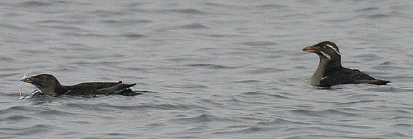 Rhinoseros Auklets
