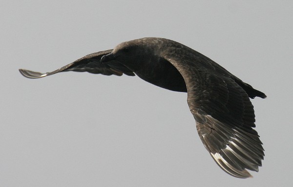 South Polar Skua