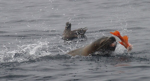 Stellar's Sea Lion