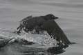Cassin's Auklet