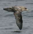 Northern Fulmar