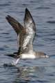 Pink-footed Shearwater