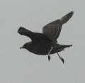 Pomarine Jaeger