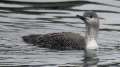 Red-throated Loon