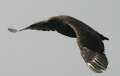 South Polar Skua