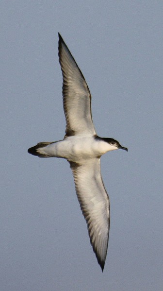 Buller's Shearwater