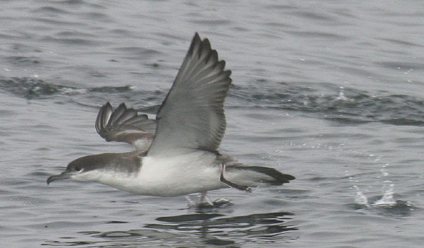 Buller's Shearwater