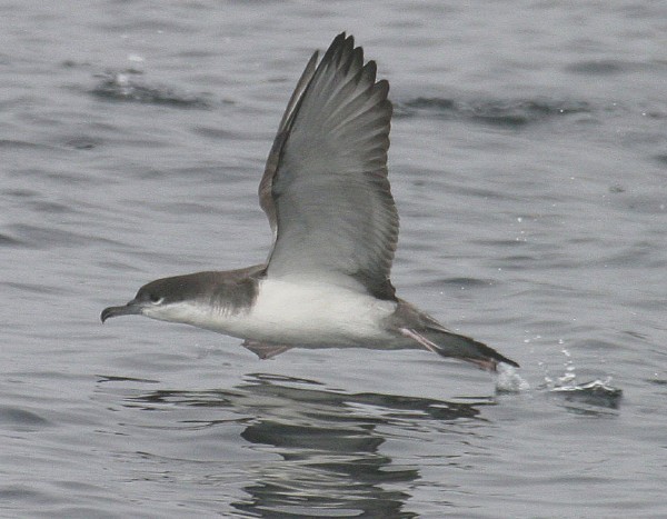 Buller's Shearwater