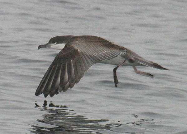 Buller's Shearwater