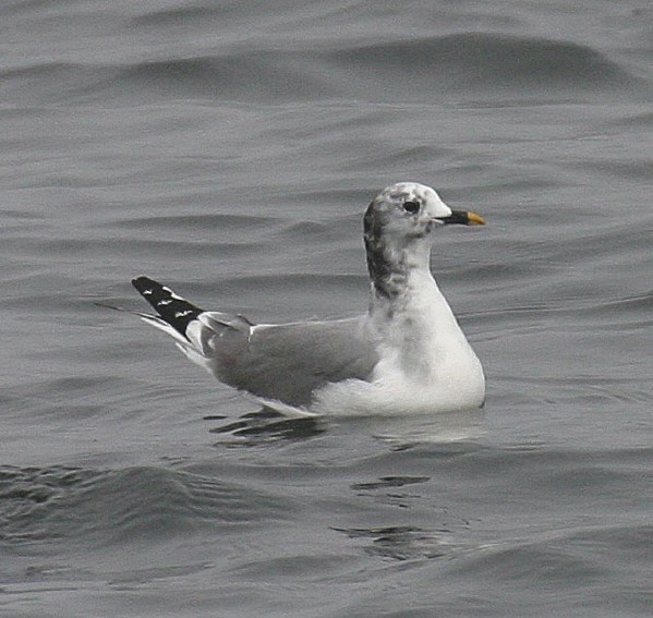 Sabine's Gull