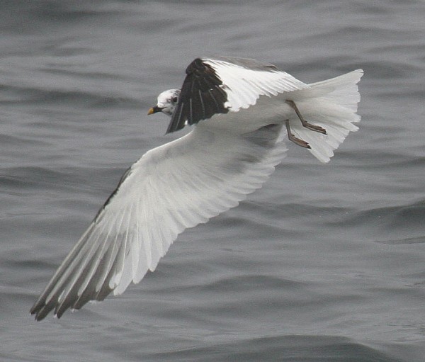 Sabine's Gull