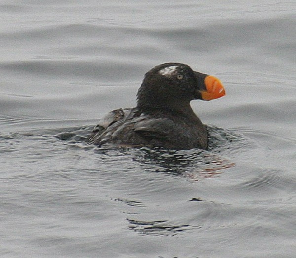 Tufted Puffin