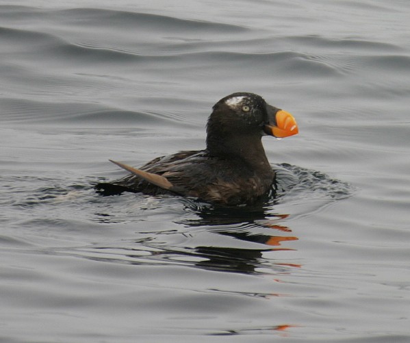 Tufted Puffin